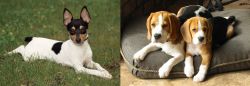Toy Fox Terrier vs Beagle - Breed Comparison