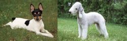 Toy Fox Terrier vs Bedlington Terrier - Breed Comparison