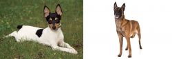 Toy Fox Terrier vs Belgian Shepherd Dog (Malinois) - Breed Comparison