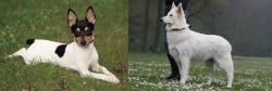 Toy Fox Terrier vs Berger Blanc Suisse - Breed Comparison