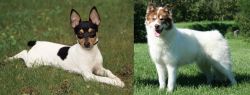 Toy Fox Terrier vs Canadian Eskimo Dog - Breed Comparison