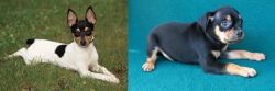 Toy Fox Terrier vs Carlin Pinscher - Breed Comparison