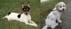 Toy Fox Terrier vs Cavachon - Breed Comparison