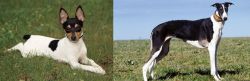Toy Fox Terrier vs Chart Polski - Breed Comparison