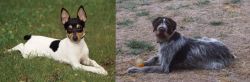 Toy Fox Terrier vs Deutsch Drahthaar - Breed Comparison