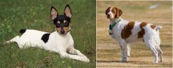 Toy Fox Terrier vs French Brittany - Breed Comparison