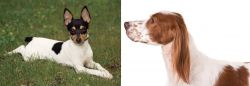 Toy Fox Terrier vs Irish Red and White Setter - Breed Comparison