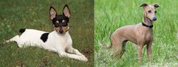 Toy Fox Terrier vs Italian Greyhound - Breed Comparison