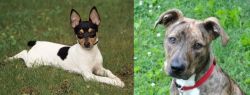 Toy Fox Terrier vs Mountain Cur - Breed Comparison