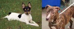 Toy Fox Terrier vs Mountain View Cur - Breed Comparison
