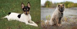 Toy Fox Terrier vs Nenets Herding Laika - Breed Comparison