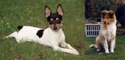 Toy Fox Terrier vs Rough Collie - Breed Comparison