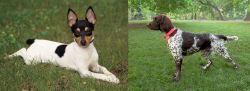 Toy Fox Terrier vs Small Munsterlander - Breed Comparison