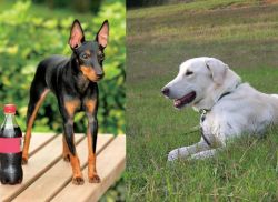 Toy Manchester Terrier vs Akbash Dog - Breed Comparison
