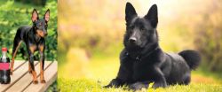 Toy Manchester Terrier vs Black Norwegian Elkhound - Breed Comparison