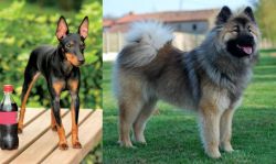 Toy Manchester Terrier vs Eurasier - Breed Comparison
