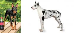 Toy Manchester Terrier vs Great Dane - Breed Comparison