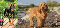 Toy Manchester Terrier vs Griffon Fauve de Bretagne - Breed Comparison