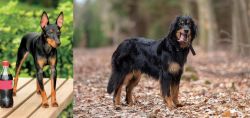 Toy Manchester Terrier vs Hovawart - Breed Comparison