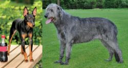 Toy Manchester Terrier vs Irish Wolfhound - Breed Comparison