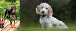 Toy Manchester Terrier vs Petit Basset Griffon Vendeen - Breed Comparison