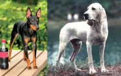 Toy Manchester Terrier vs Porcelaine - Breed Comparison