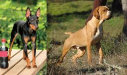 Toy Manchester Terrier vs Portuguese Pointer - Breed Comparison
