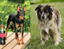 Toy Manchester Terrier vs Pyrenean Shepherd - Breed Comparison