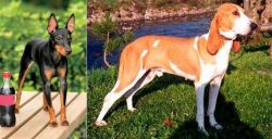 Toy Manchester Terrier vs Schweizer Laufhund - Breed Comparison