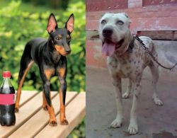 Toy Manchester Terrier vs Sindh Mastiff - Breed Comparison