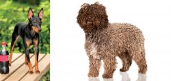 Toy Manchester Terrier vs Spanish Water Dog - Breed Comparison