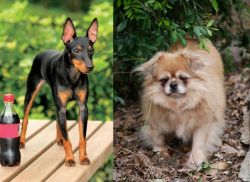 Toy Manchester Terrier vs Tibetan Spaniel - Breed Comparison
