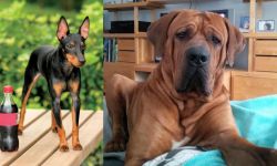 Toy Manchester Terrier vs Tosa - Breed Comparison