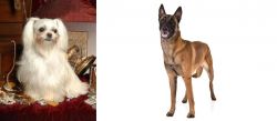Toy Mi-Ki vs Belgian Shepherd Dog (Malinois) - Breed Comparison