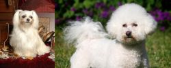 Toy Mi-Ki vs Bichon Frise - Breed Comparison