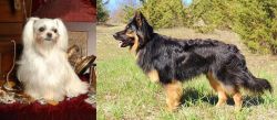 Toy Mi-Ki vs Bohemian Shepherd - Breed Comparison