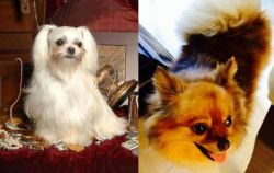 Toy Mi-Ki vs Chiapom - Breed Comparison