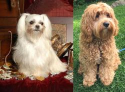 Toy Mi-Ki vs Cockapoo - Breed Comparison
