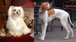 Toy Mi-Ki vs English Pointer - Breed Comparison