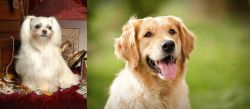Toy Mi-Ki vs Golden Retriever - Breed Comparison