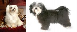 Toy Mi-Ki vs Havanese - Breed Comparison