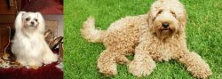 Toy Mi-Ki vs Labradoodle - Breed Comparison
