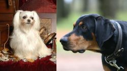 Toy Mi-Ki vs Lithuanian Hound - Breed Comparison