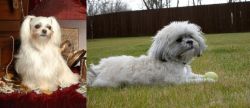 Toy Mi-Ki vs Mal-Shi - Breed Comparison