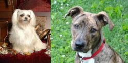 Toy Mi-Ki vs Mountain Cur - Breed Comparison