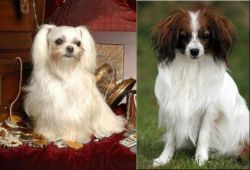 Toy Mi-Ki vs Phalene - Breed Comparison