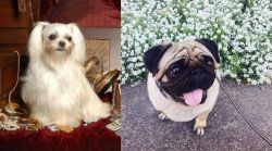 Toy Mi-Ki vs Pug - Breed Comparison
