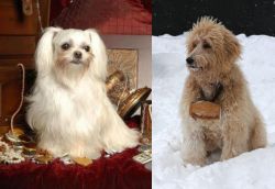 Toy Mi-Ki vs Pyredoodle - Breed Comparison
