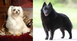Toy Mi-Ki vs Schipperke - Breed Comparison