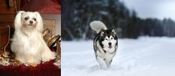 Toy Mi-Ki vs Siberian Husky - Breed Comparison